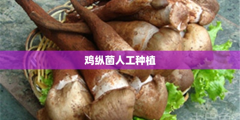 鸡纵菌人工种植 鸡纵菌人工种植
