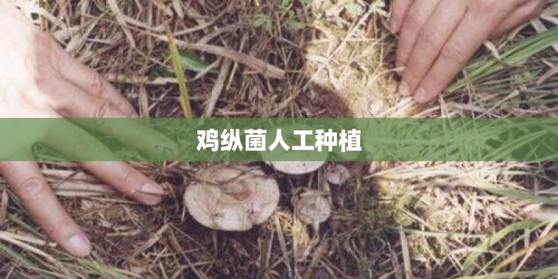 鸡纵菌人工种植 鸡纵菌人工种植