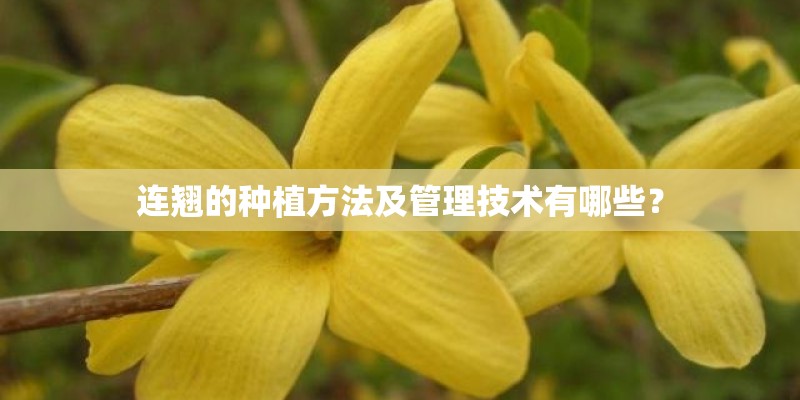 连翘的种植方法及管理技术有哪些? 连翘的种植方法及管理技术有哪些?