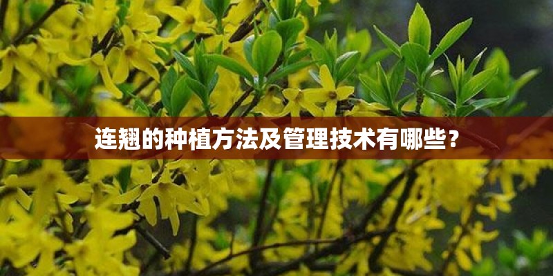 连翘的种植方法及管理技术有哪些? 连翘的种植方法及管理技术有哪些?