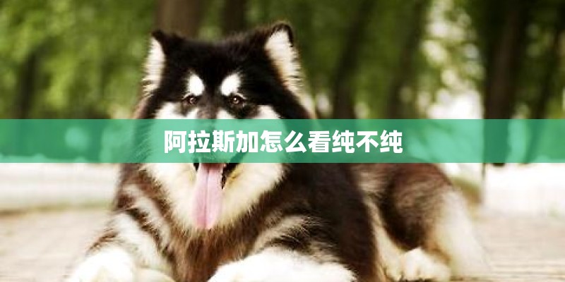 阿拉斯加怎么看纯不纯 阿拉斯加怎么看纯不纯