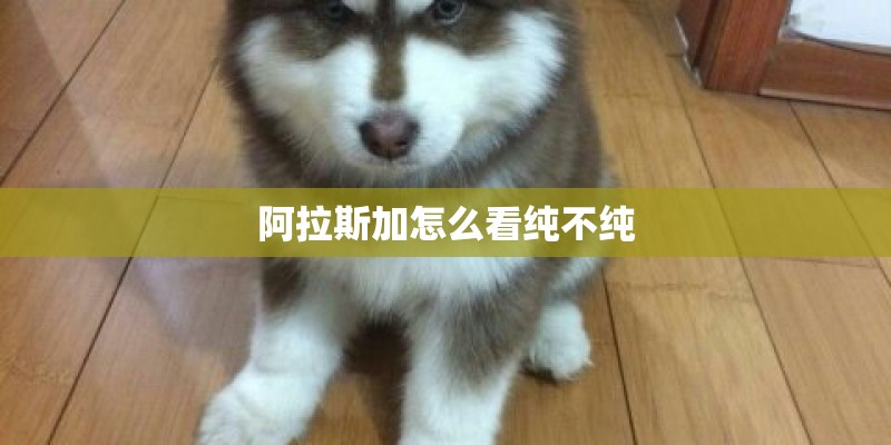 阿拉斯加怎么看纯不纯 阿拉斯加怎么看纯不纯