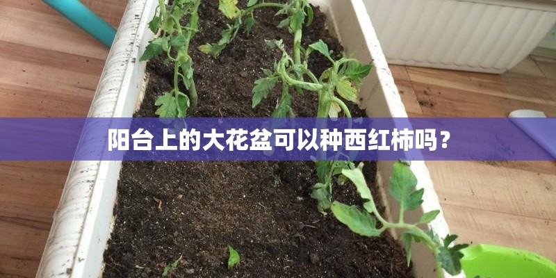 阳台上的大花盆可以种西红柿吗? 阳台上的大花盆可以种西红柿吗?