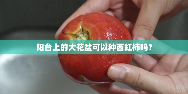 阳台上的大花盆可以种西红柿吗? 阳台上的大花盆可以种西红柿吗?