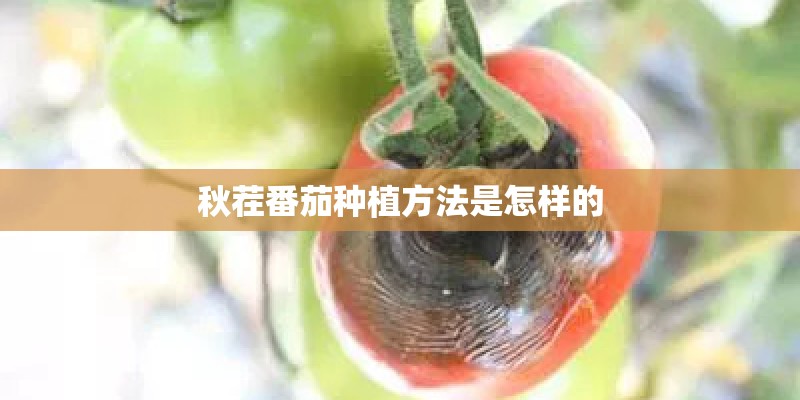 秋茬番茄种植方法是怎样的 秋茬番茄种植方法是怎样的