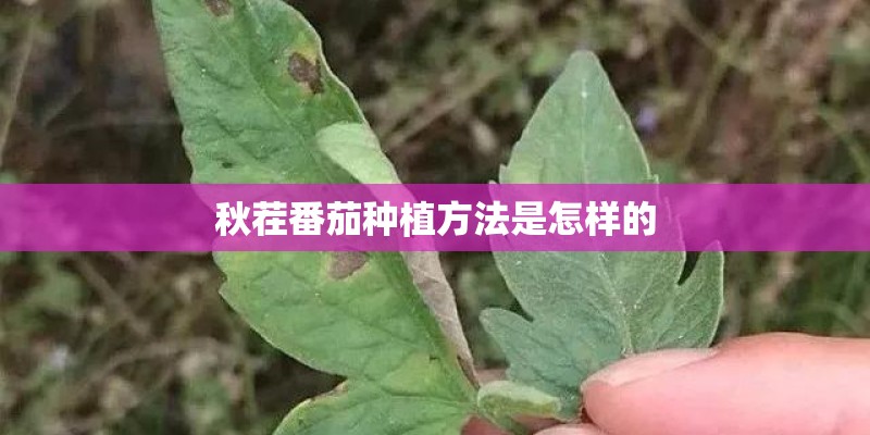 秋茬番茄种植方法是怎样的 秋茬番茄种植方法是怎样的