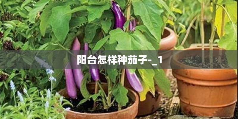 阳台怎样种茄子-_1 阳台怎样种茄子-_1