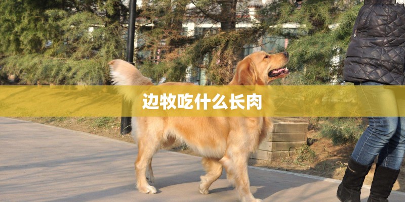 边牧吃什么长肉 边牧吃什么长肉
