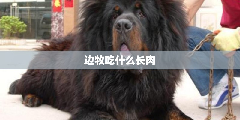 边牧吃什么长肉 边牧吃什么长肉