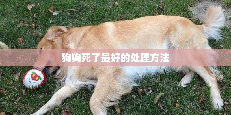 狗狗死了最好的处理方法 狗狗死了最好的处理方法