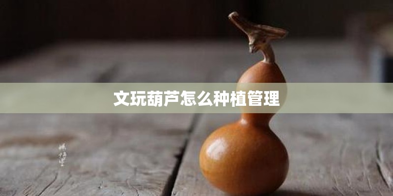 文玩葫芦怎么种植管理 文玩葫芦怎么种植管理