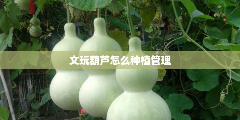 文玩葫芦怎么种植管理 文玩葫芦怎么种植管理
