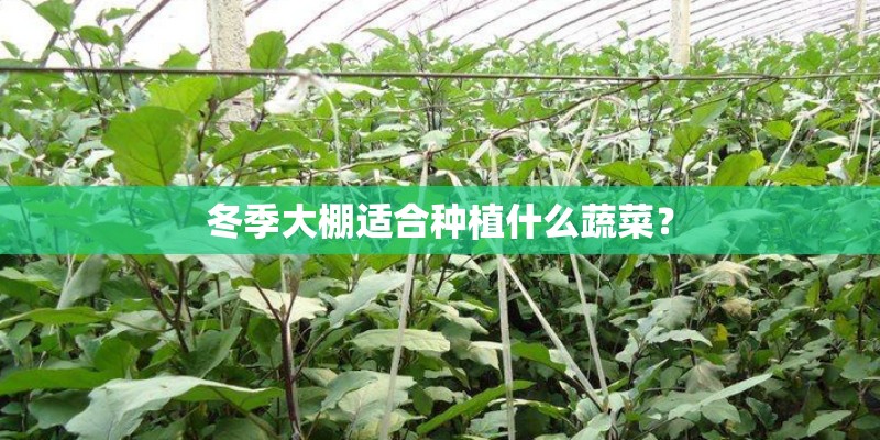 冬季大棚适合种植什么蔬菜? 冬季大棚适合种植什么蔬菜?