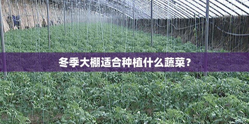 冬季大棚适合种植什么蔬菜? 冬季大棚适合种植什么蔬菜?