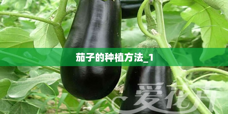 茄子的种植方法_1 茄子的种植方法_1