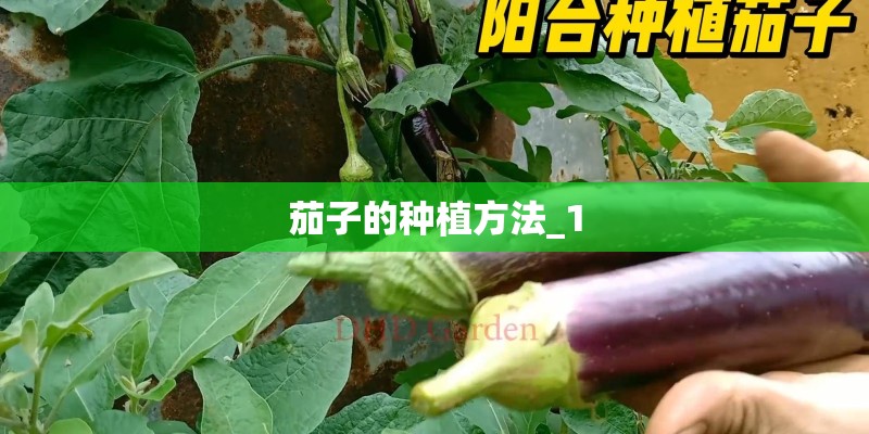 茄子的种植方法_1 茄子的种植方法_1