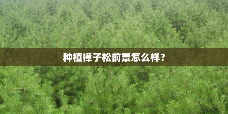 种植樟子松前景怎么样? 种植樟子松前景怎么样?