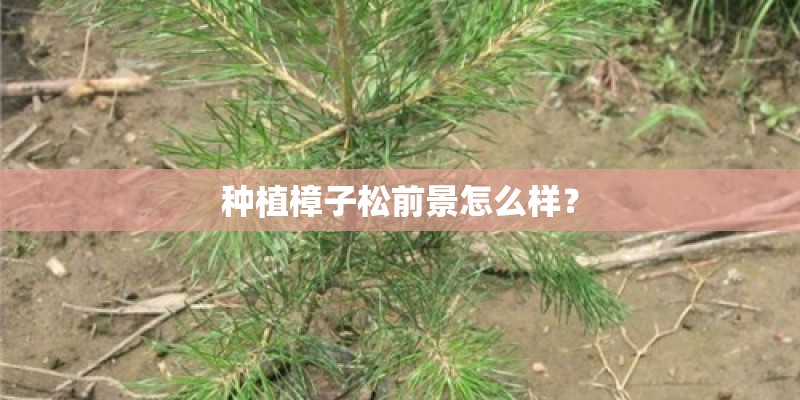种植樟子松前景怎么样? 种植樟子松前景怎么样?