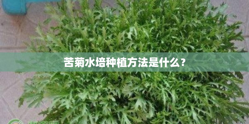 苦菊水培种植方法是什么? 苦菊水培种植方法是什么?