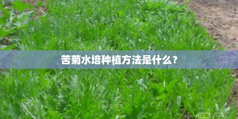 苦菊水培种植方法是什么? 苦菊水培种植方法是什么?