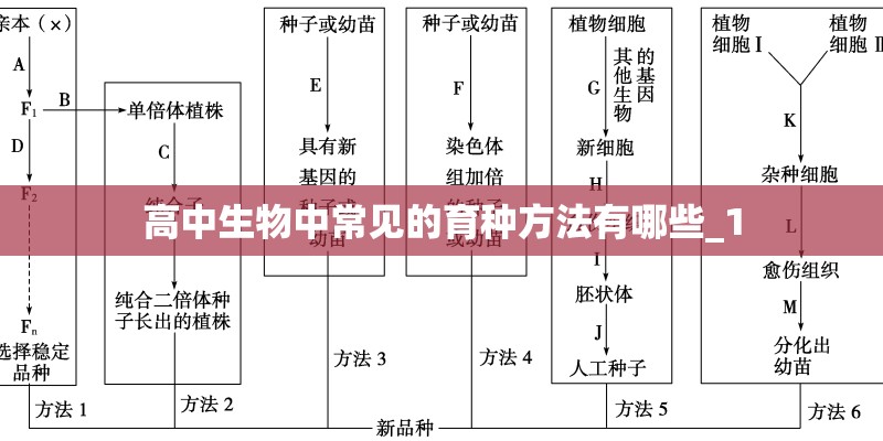 高中生物中常见的育种方法有哪些_1 高中生物中常见的育种方法有哪些_1