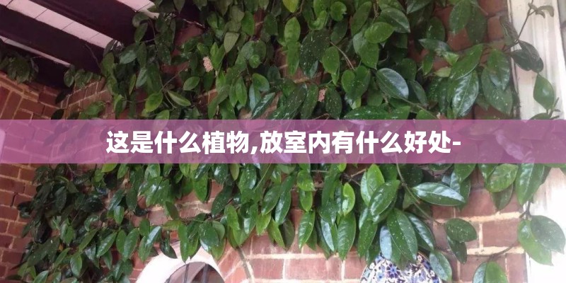 这是什么植物,放室内有什么好处- 这是什么植物,放室内有什么好处-