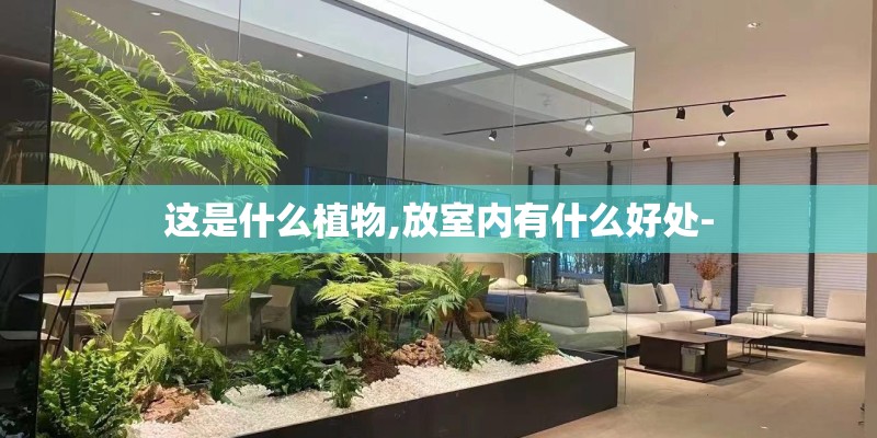 这是什么植物,放室内有什么好处- 这是什么植物,放室内有什么好处-