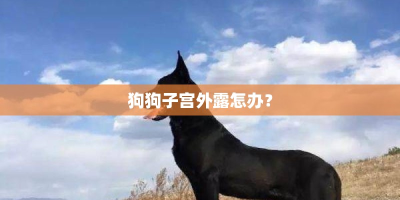 狗狗子宫外露怎办? 狗狗子宫外露怎办?