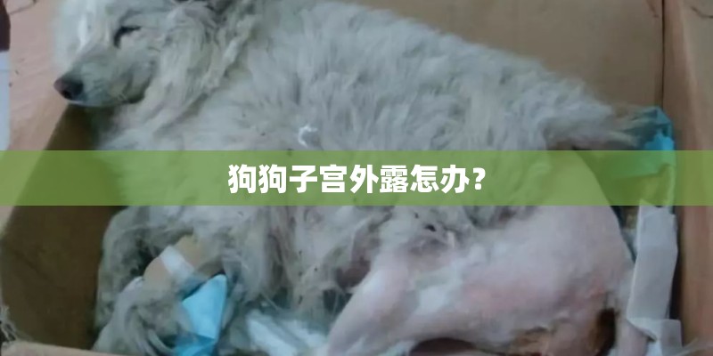 狗狗子宫外露怎办? 狗狗子宫外露怎办?