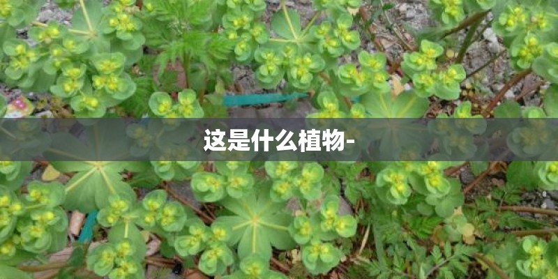 《西厢记》经典语录