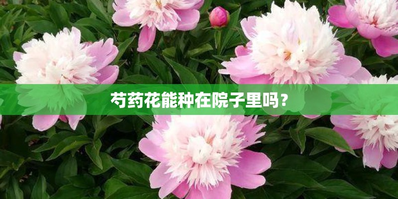 藤本月季需要多深的花箱(藤本月季用多大花盆种合适)