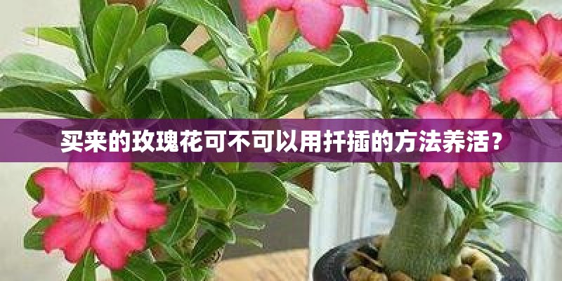 地栽茶花的养殖方法