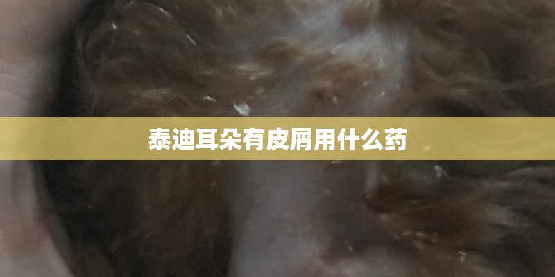 泰迪耳朵有皮屑用什么药 泰迪耳朵有皮屑用什么药