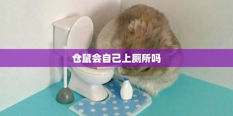 仓鼠会自己上厕所吗 仓鼠会自己上厕所吗