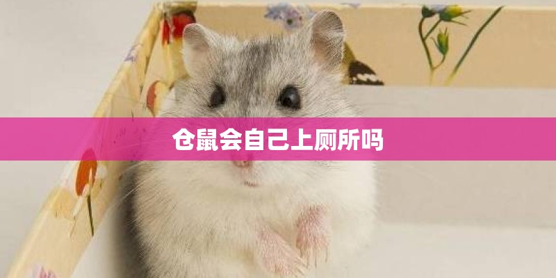 仓鼠会自己上厕所吗 仓鼠会自己上厕所吗