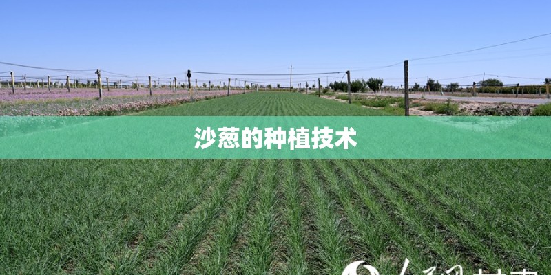 沙葱的种植技术 沙葱的种植技术
