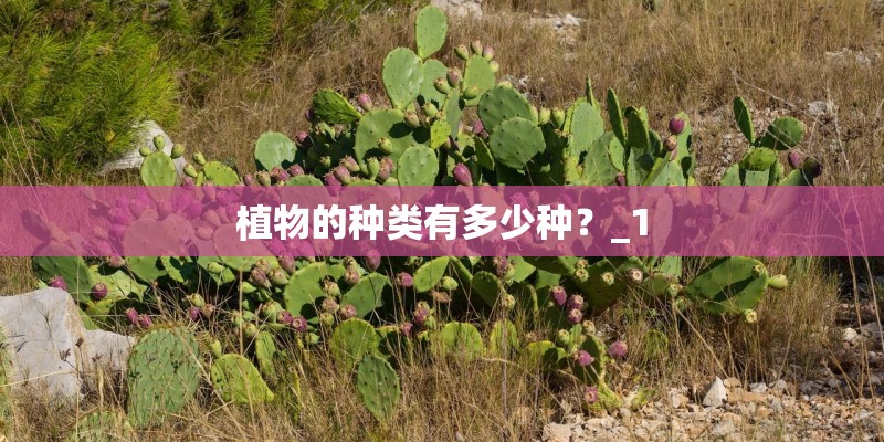 植物的种类有多少种?_1 植物的种类有多少种?_1