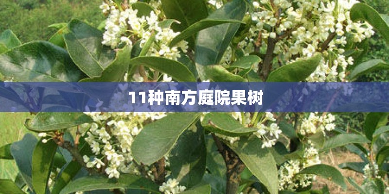 11种南方庭院果树 11种南方庭院果树