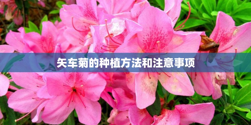 矢车菊的种植方法和注意事项 矢车菊的种植方法和注意事项