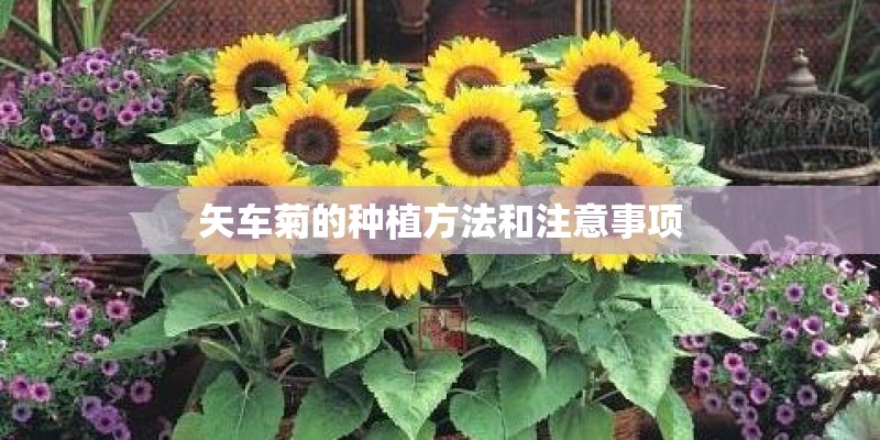 矢车菊的种植方法和注意事项 矢车菊的种植方法和注意事项