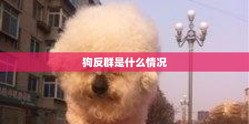 狗反群是什么情况 狗反群是什么情况