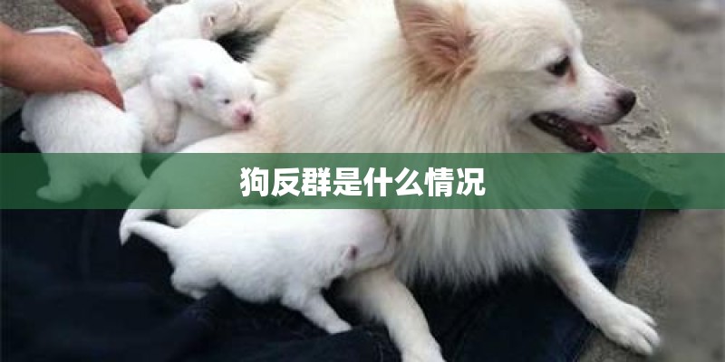 狗反群是什么情况 狗反群是什么情况