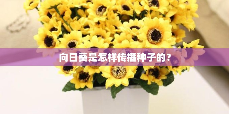 向日葵是怎样传播种子的? 向日葵是怎样传播种子的?