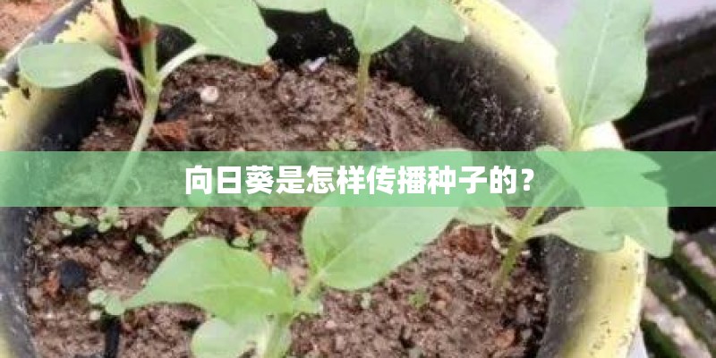 向日葵是怎样传播种子的? 向日葵是怎样传播种子的?