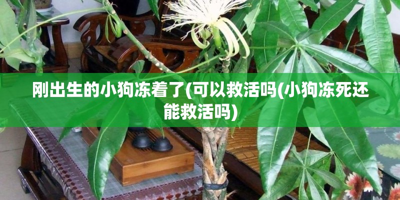 刚出生的小狗冻着了(可以救活吗(小狗冻死还能救活吗) 刚出生的小狗冻着了(可以救活吗(小狗冻死还能救活吗)