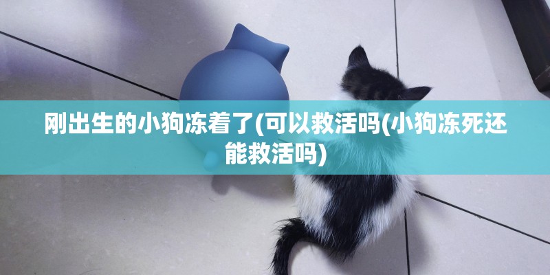 刚出生的小狗冻着了(可以救活吗(小狗冻死还能救活吗) 刚出生的小狗冻着了(可以救活吗(小狗冻死还能救活吗)