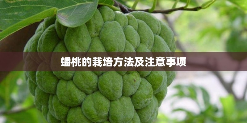 蟠桃的栽培方法及注意事项 蟠桃的栽培方法及注意事项