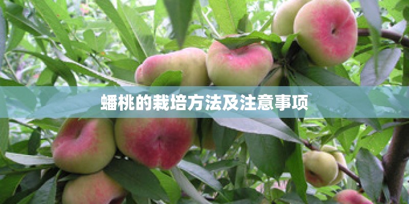 蟠桃的栽培方法及注意事项 蟠桃的栽培方法及注意事项