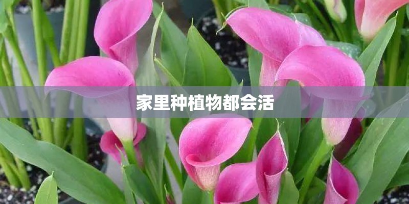家里种植物都会活 家里种植物都会活