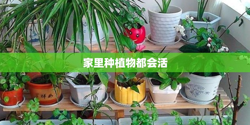 家里种植物都会活 家里种植物都会活